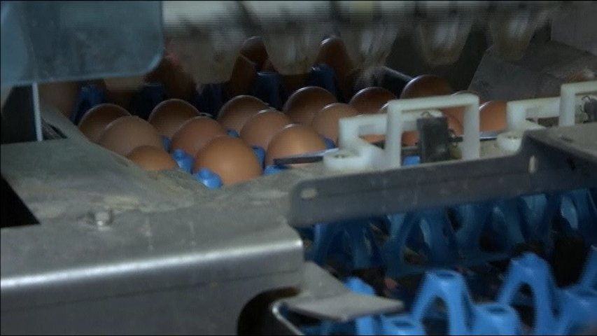 Empresa de ovo-productos